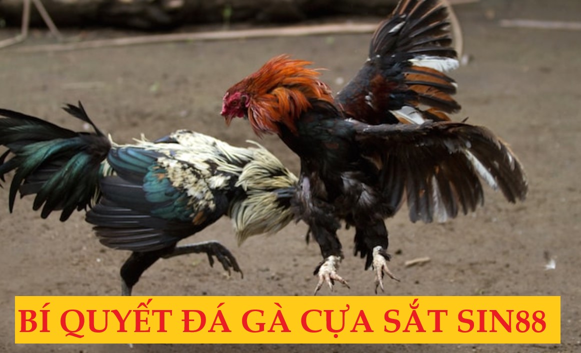 Lưu ý khi tham gia chơi đá gà cửa sắt tại Sin88