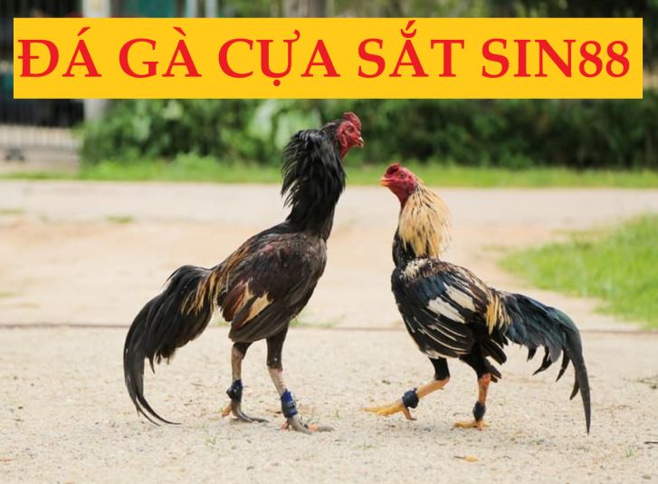 Trò chơi đá gà cựa sắt tại nhà cái Sin88